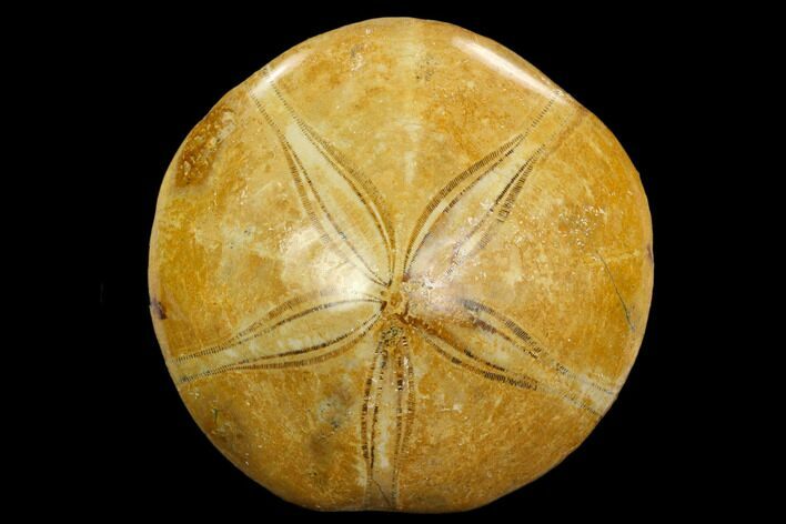 Polished Fossil Sand Dollar (Mepygurus) - Jurassic #127336